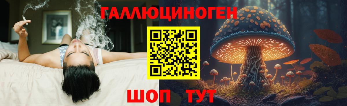 Псилоцибиновые грибы Psilocybe Малгобек